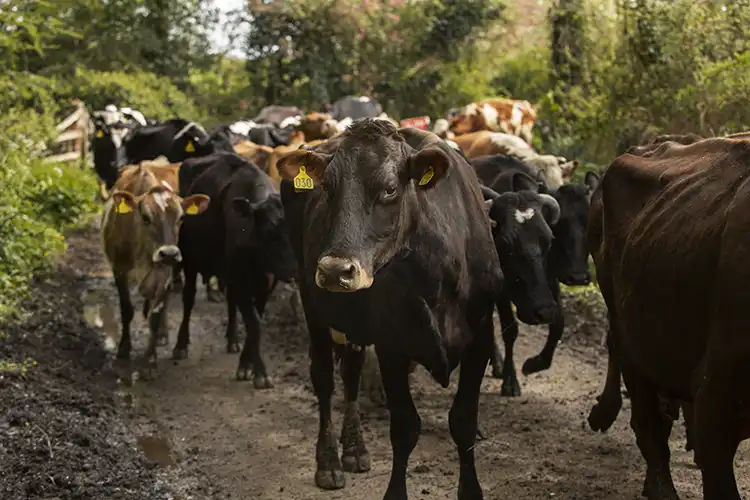 Troupeau de vache