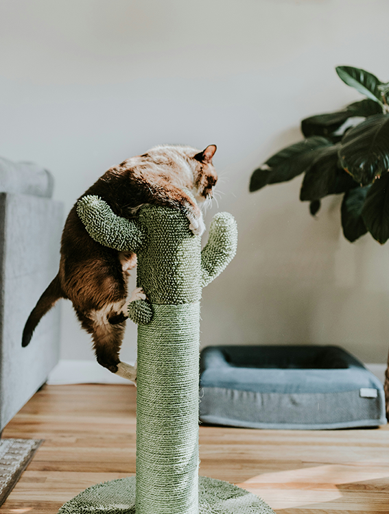 chat sur arbre à chat