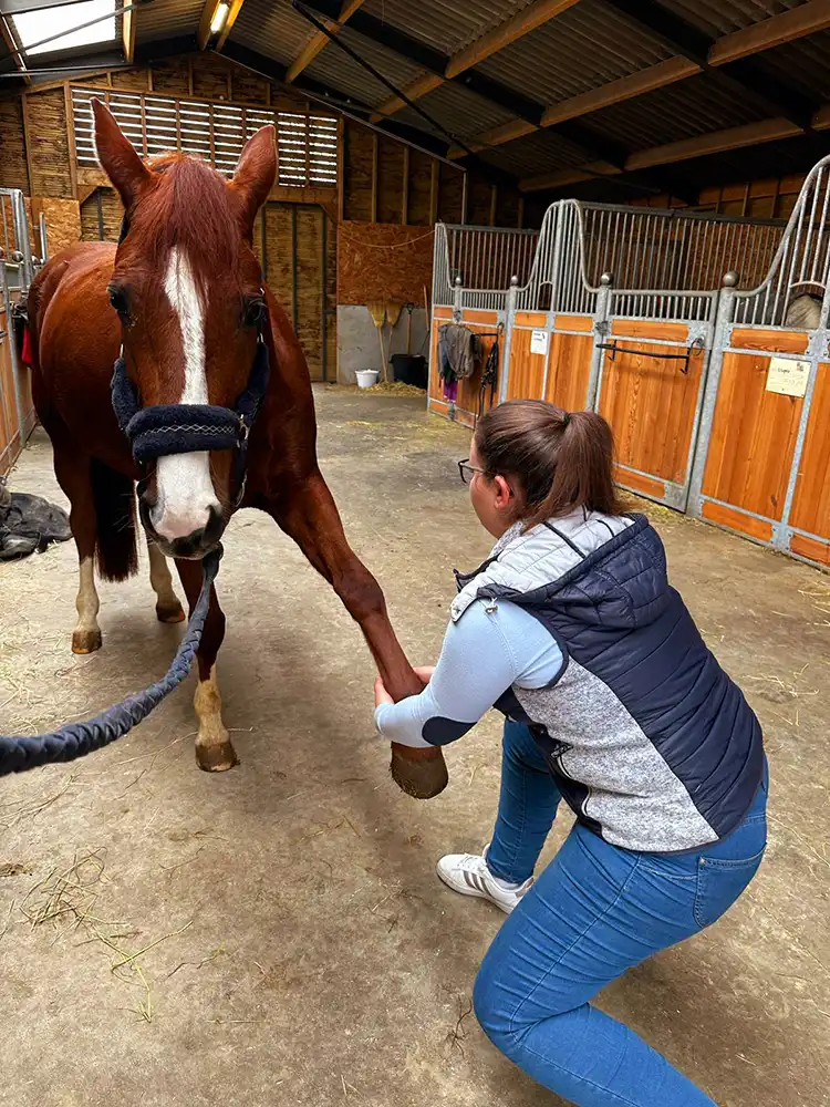 cheval étirement jambe avant