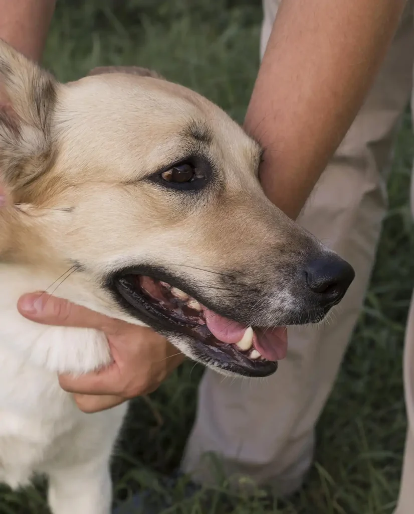 chien avec ostéopathe