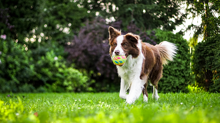 chien jouant en bonne santé