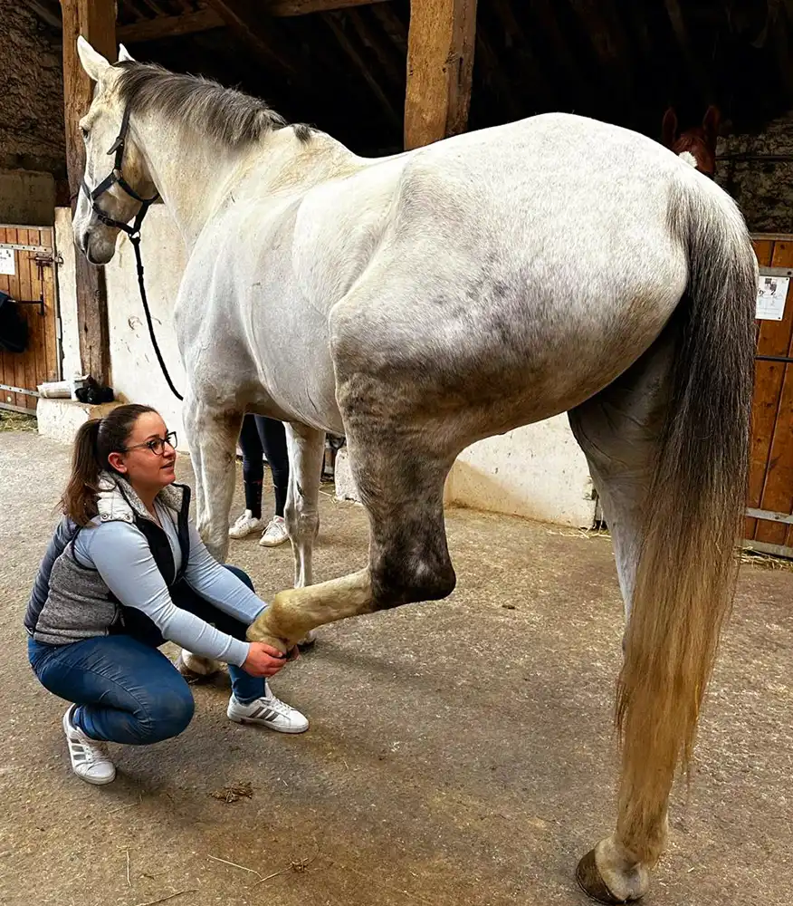étirement patte arrière d'un cheval par un ostéopathe