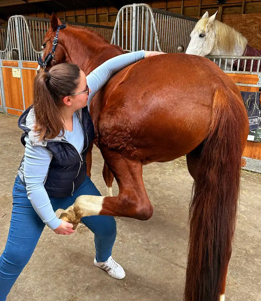 exercice patte arrière cheval osthéopathie