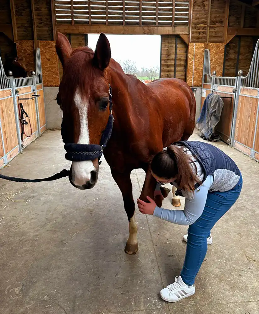 exercice patte avant cheval avec ostéopathe