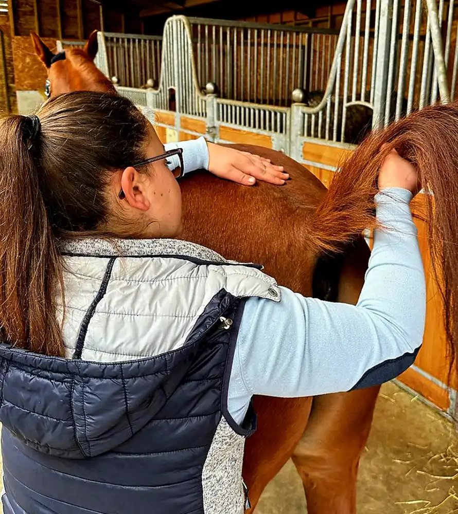 queue de cheval ostéopathie