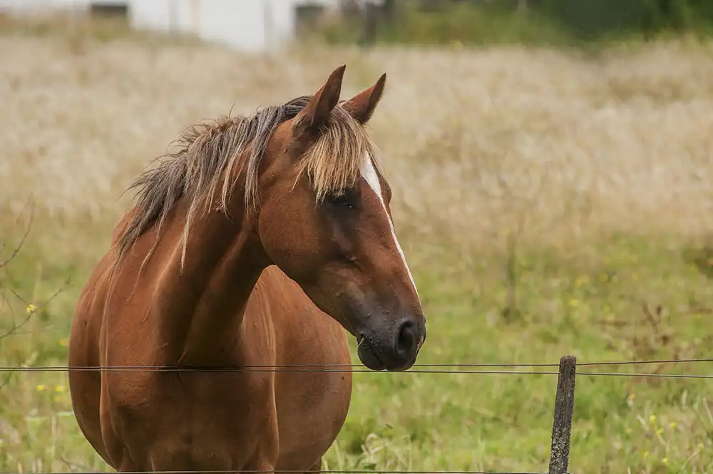 séance ostéopathie cheval