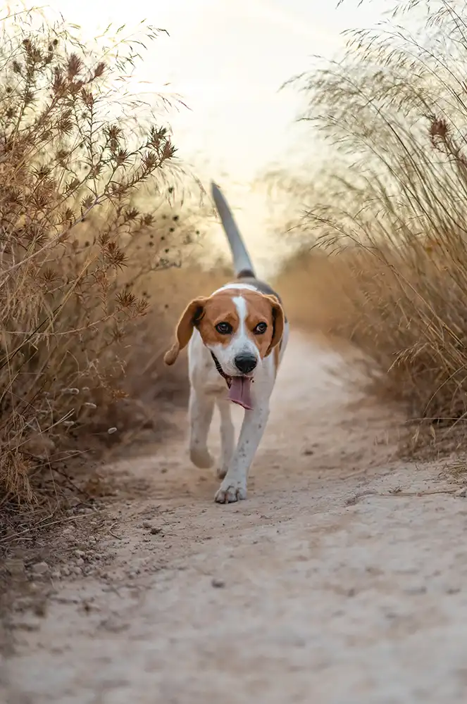 séance ostéopathie pour chien