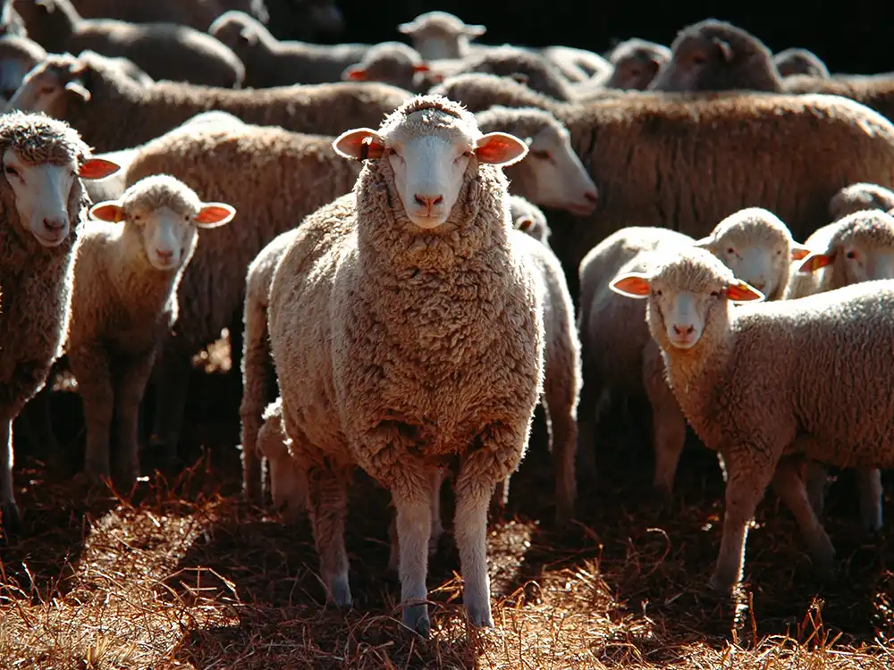 séance ostéopathie ruminants