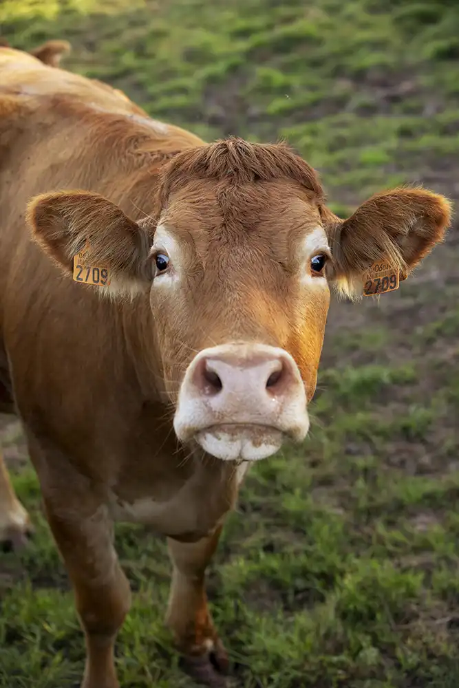 séance ostéopathie vache