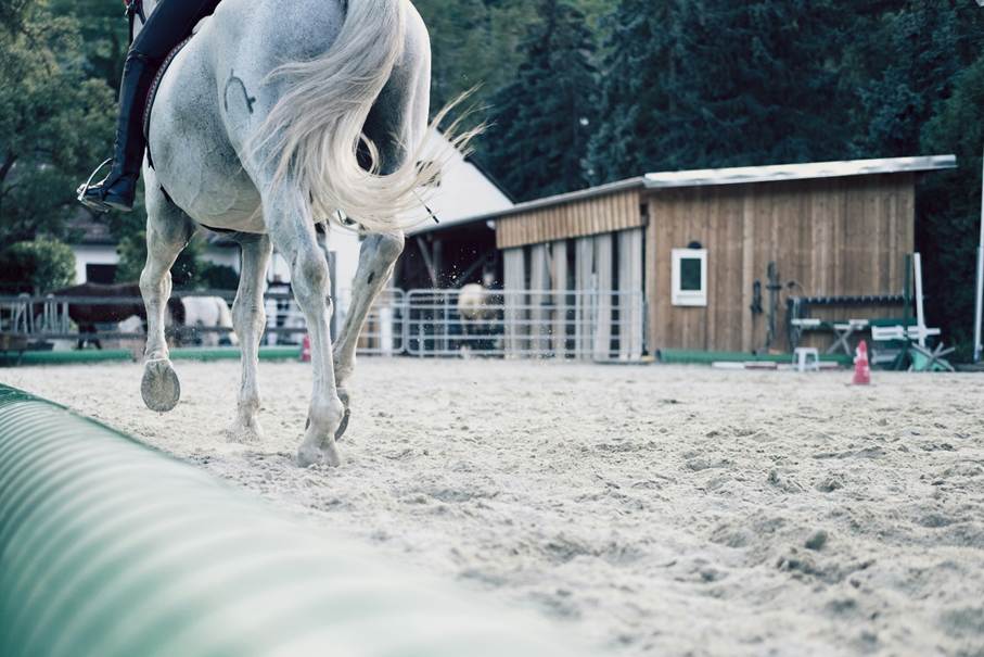 Cheval dans un centre équestre