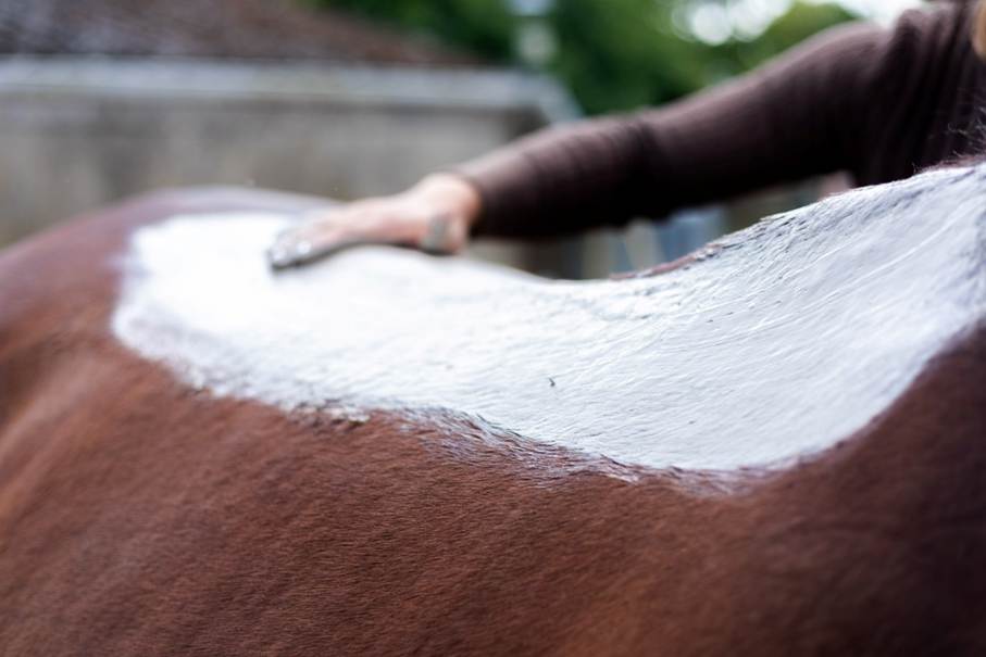 Massage d'un cheval