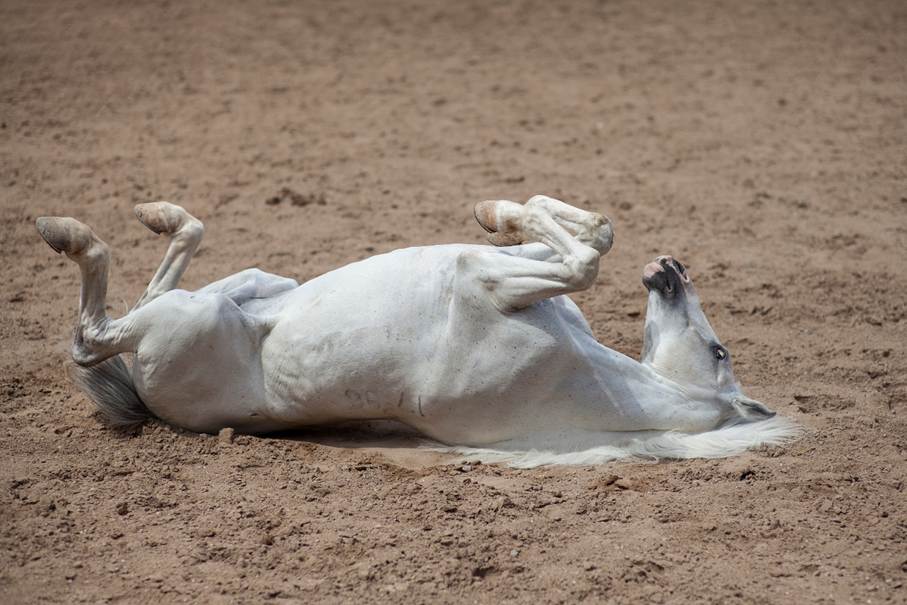 Cheval sur le dos