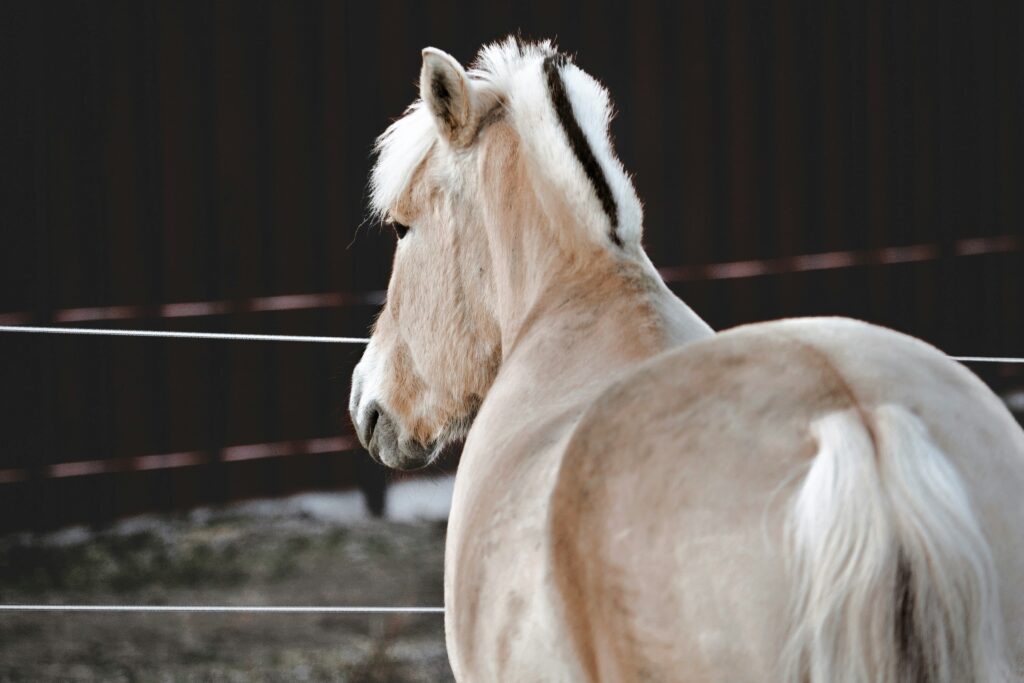 Les courbatures chez le cheval