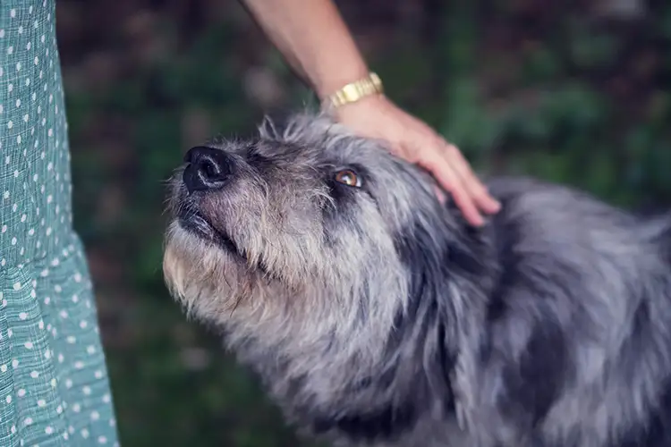 chien senior