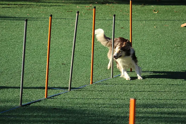 chien sportif