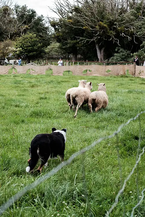 chien de troupeau