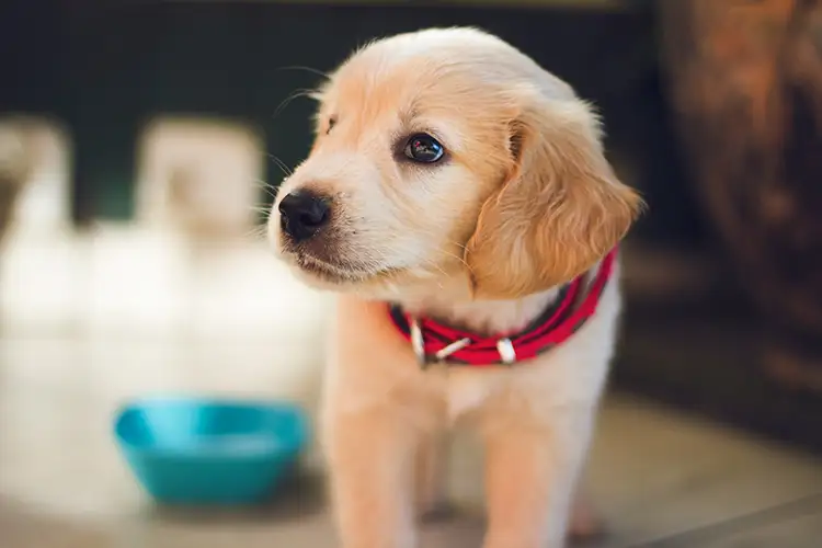 chiot