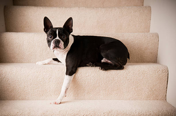 Chien dans les escaliers